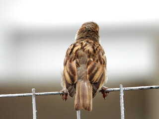 bird of prey