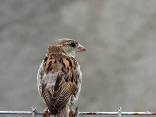 sparrow on a branch