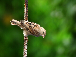 close up of a bird