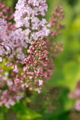 Obraz premium pink and white lilac flowers