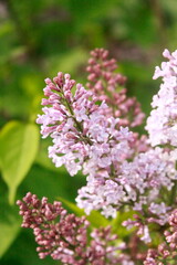 Obraz premium pink and lilac flowers in de garden