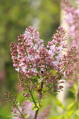 lilac flowers in the garden