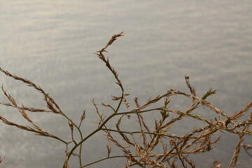 Fototapeta premium dead tree branches