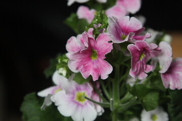 close up of pink flower