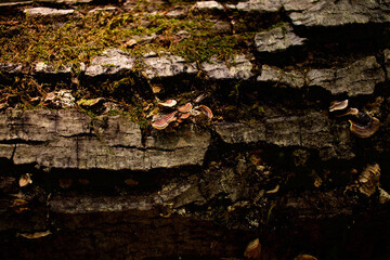 tree bark texture