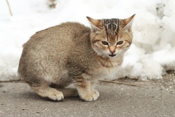 残雪残る北海道で逞しく生きる子猫