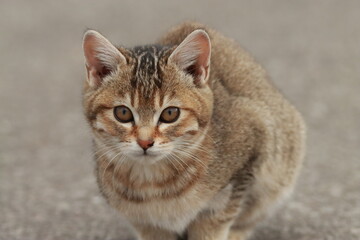 残雪残る北海道で逞しく生きる子猫