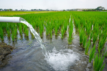 Clear Water Flowing into Green Rice Field from White Pipe Outdoors.  Irrigation of rice fields using pump wells with the technique of pumping water from the ground.
