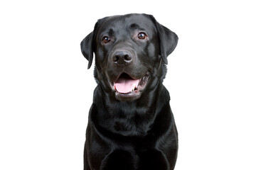 Fototapeta premium Labrador Retriever with open mouth on a white background.