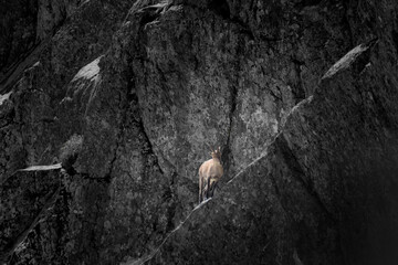 Montain goat on a cliff