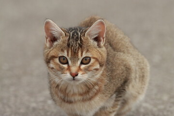 Obraz premium 残雪残る北海道で逞しく生きる子猫