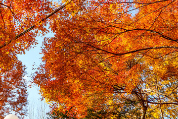Vibrant Red Maple Leaves in Autumn Sunshine, Japanese Garden Scene