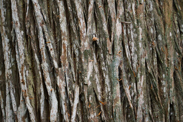 tree bark texture