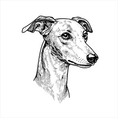 head Whippet dog pet portrait engraving intricate retro hand drawn style line art black and white vector illustration, isolated on white background