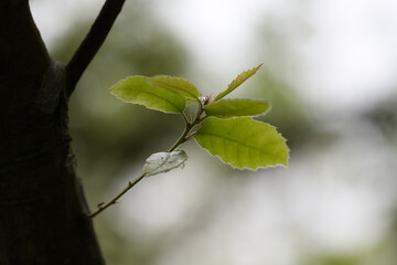small branch starting to grow 