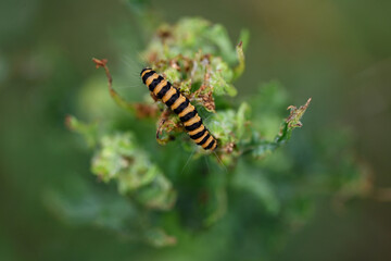 close up of caterpillar 
