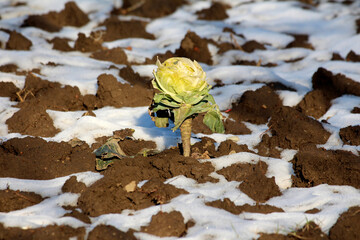 Cabbage Brassica oleracea, also called white cabbage and headed cabbage, stands alone with pale...