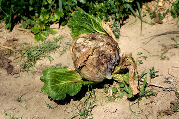 Cabbage Brassica oleracea, also called white cabbage and headed cabbage, shows a round head with brown, damaged outer leaves, growing in dry garden soil among weeds and other plants