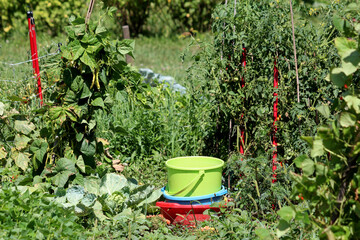 Climbing bean Phaseolus vulgaris and tomato Solanum lycopersicum grow on supports in dense green...