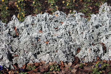 Dusty miller Senecio cineraria forms a dense patch of finely cut silver-gray leaves, providing...