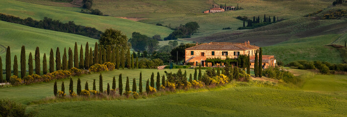 vineyard in tuscany