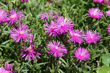 Hardy ice plant Delosperma cooperi, also called pink carpet and trailing ice plant, features bright...