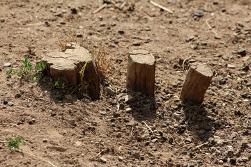 Three weathered tree stumps with visible rings stand in cracked dry soil, surrounded by sparse green weeds, showing natural decay and remnants of logging or garden clearing