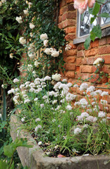 Bed of Chives plants growing in a stone trough, Kent England
