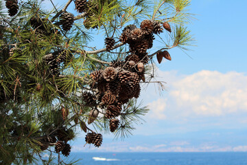 Maritime pine Pinus pinaster, also called cluster pine and umbrella pine, shows dense brown cones...