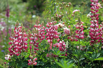 Bed of red and white Lupin blooms, Kent England
