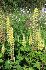 Bed of yellow Lupin blooms, Kent England
