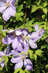 Closeup of sunlit of purple Clematis blooms and foliage, Kent England
