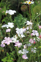 Closeup of white and pink Corncockle blooms, Kent, England
