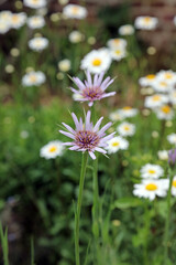 Closeup of two Common Salsify blooms, Kent England 
