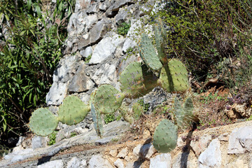 Prickly pear cactus Opuntia ficus-indica, also called Indian fig and nopal, features flat green...