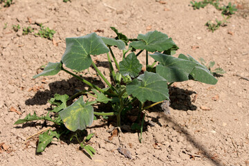 Pumpkin Cucurbita pepo, also known as field pumpkin and squash, displays a sprawling young plant...