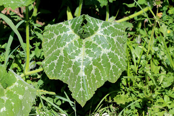 Pumpkin Cucurbita pepo, also called squash and field pumpkin, shows a large green leaf with white...