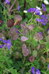 Cluster of Annual Honesty seedpods, Kent England
