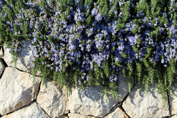 Rosemary Rosmarinus officinalis, also called garden rosemary and compass plant, displays dense...