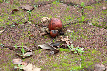 Rotten apple Malus domestica, orchard apple, lies with a smaller decaying fruit among dry leaves...