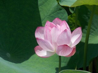 pink lotus in the pond