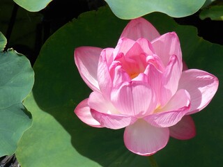 pink lotus in the pond