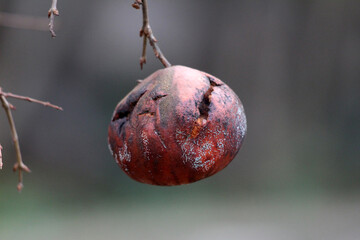 Rotten apple Malus domestica, also called orchard apple and common apple, shows a shriveled,...