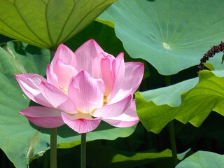 pink lotus in the pond
