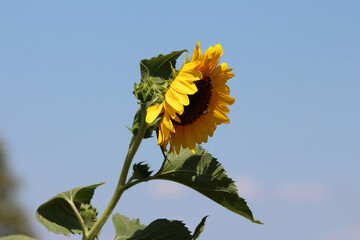 Sunflower Helianthus annuus, also called common sunflower, displays a large yellow flower head with...