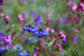 Macro image of a Love-in-a-mist flower, Kent England
