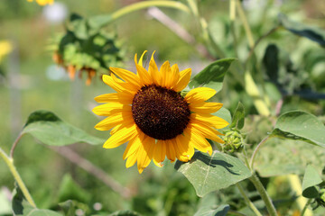 Sunflower Helianthus annuus, also called common sunflower, displays a bright yellow flower with a dark brown center and broad green leaves, blooming in summer sunlight