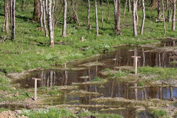Marked wooden stakes outline a flooded grassy wetland with shallow pools, surrounded by leafless deciduous trees and early spring wildflowers in bright sunlight