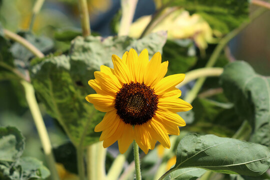 Sunflower Helianthus annuus, also called common sunflower, features a fully open yellow bloom with a dark central disk, surrounded by large green leaves in a lush summer garden