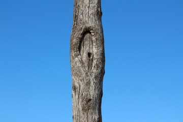 A single upright weathered tree trunk features a prominent oval knot and textured gray bark,...